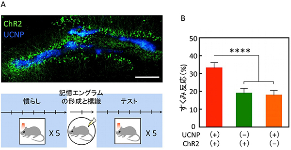 青色光放出UCNPを用いた光遺伝学による記憶エングラムの活性化の図
