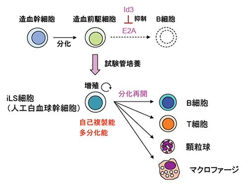 自己複製能と多分化能を兼ね備えたiLS細胞の図