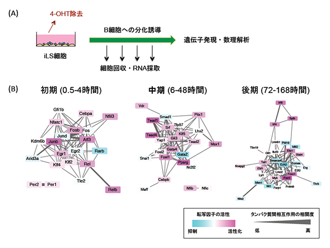 iLS細胞を用いたB細胞への分化誘導とB細胞分化を制御する転写ネットワークの図