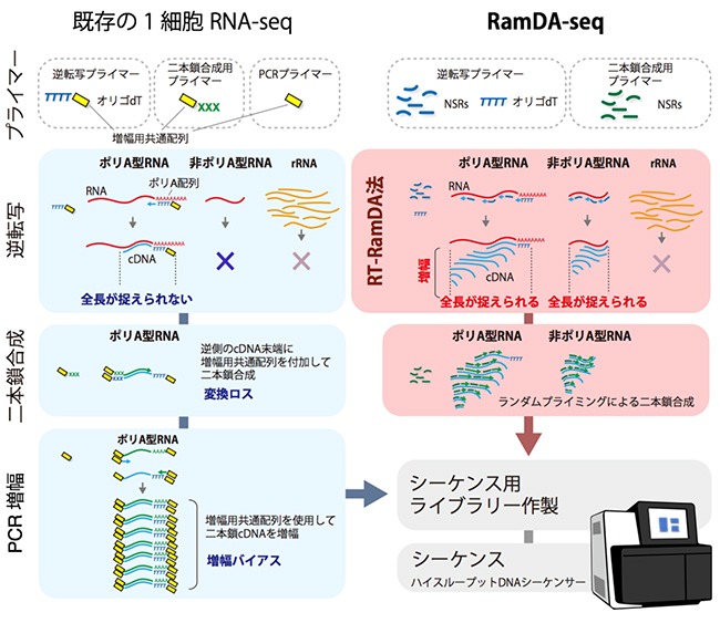 既存の1細胞RNA-seqとRamDA-seqのワークフローの図