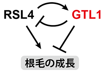 新しい根毛の成長制御モデルの図