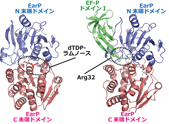 結晶構造解析で明らかになった髄膜炎菌のEarPの立体構造の図