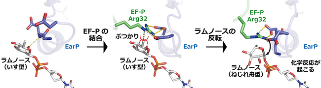 髄膜炎菌EarPタンパク質へのラムノシル化の詳しい仕組みの図