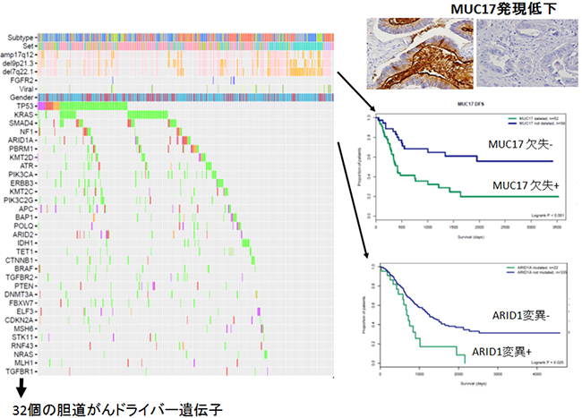 412例の胆道がんのゲノム変異プロファイルと胆道がんの予後との関連の図