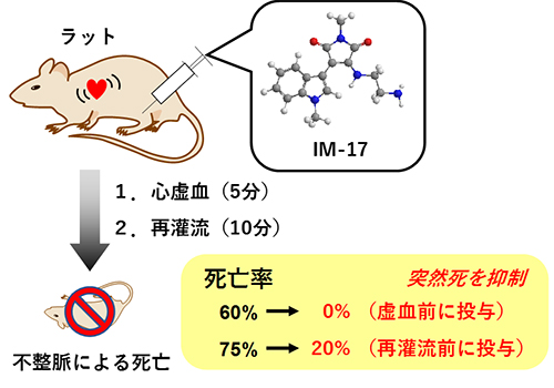 虚血再灌流障害により誘発される不整脈に対するIM-17の保護効果の図