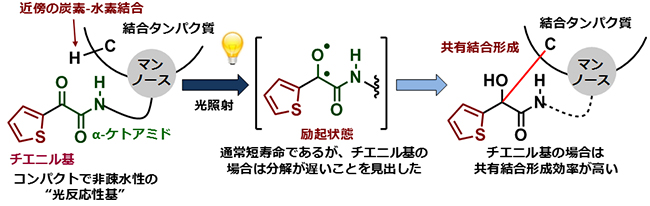 新たに開発した光反応性基：チエニル基置換型α-ケトアミドの図