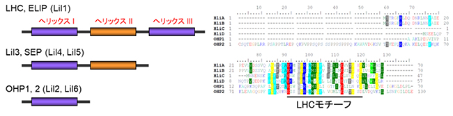 LiI遺伝子ファミリーの膜貫通へリックスの模式図