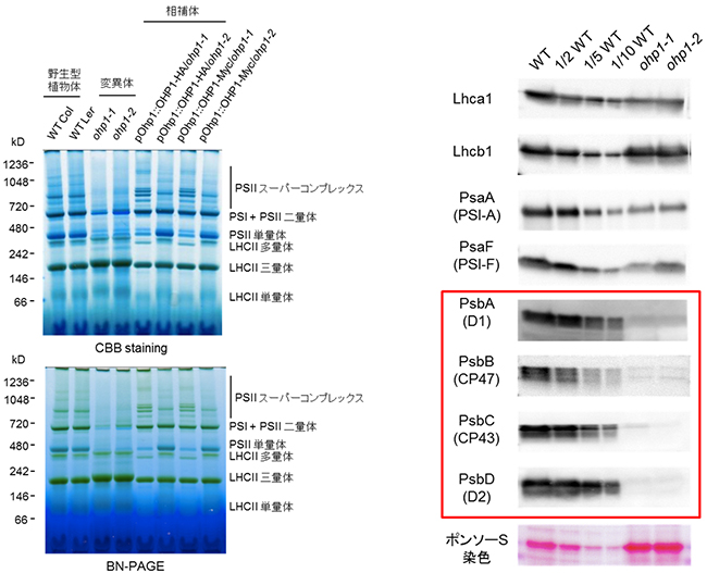 ohp1 変異体における光化学系Ⅱ複合体の消失
