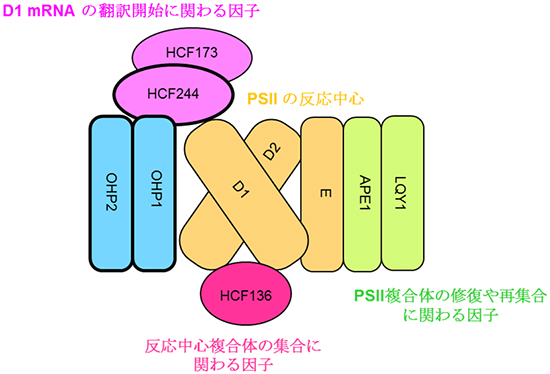 本研究から提案された植物の光化学系Ⅱ（PSII）の分子集合の初期過程のモデルの図