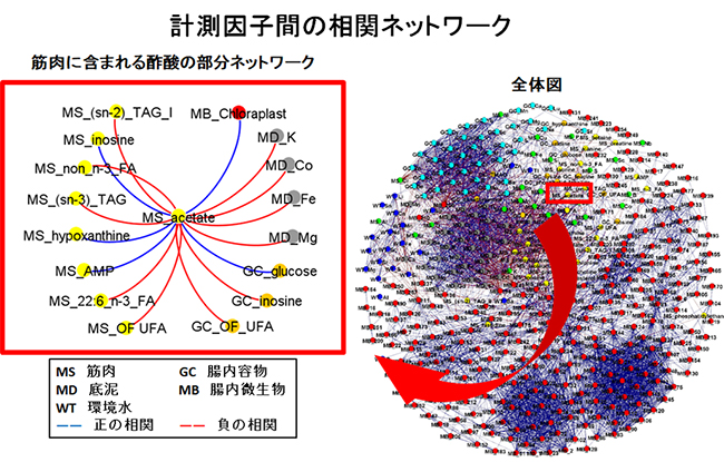 マハゼ宿主、腸内細菌叢、環境水、底泥の計測因子間の相関ネットワーク解析の図