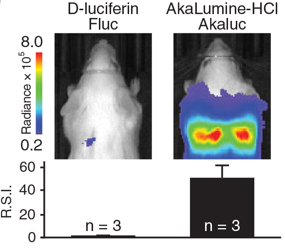 brain images via bioluminescence