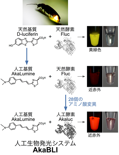 人工生物発光システムAkaBLIの開発：ホタルの生物発光を基質と酵素の両面から共進化の図