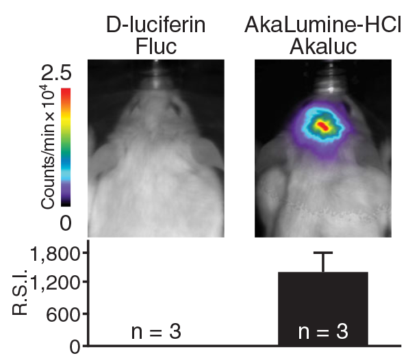 brain images via bioluminescence after 2 weeks