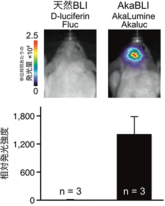 マウス線条体の発光シグナル（従来システムとAkaBLIシステムとの比較）の図