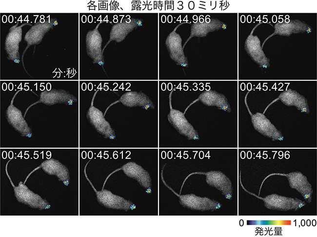 自由行動マウスの線条体からのAkaBLI発光シグナル（ビデオレート撮影）の図