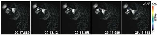 A FIRE-MONKEY.マーモセット線条体のAkaBLI発光シグナル（自由行動下）の図