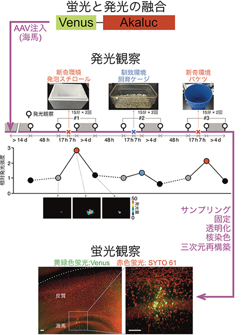 環境変化で起こるマウス海馬神経の興奮をAkaBLIで追跡の図