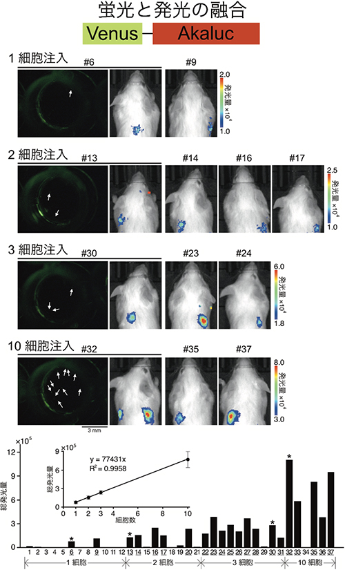 肺でトラップされた腫瘍細胞の一細胞レベル検出（AkaBLIで実現）の図