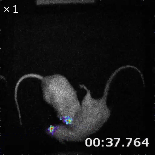 video of in vivo bioluminescence brain imaging of 2 mice