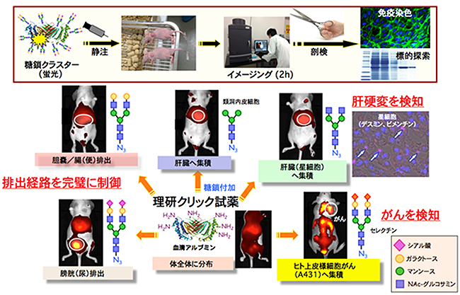 理研クリック試薬を使ったアルブミンへの糖鎖導入と糖鎖構造による動態の制御の図