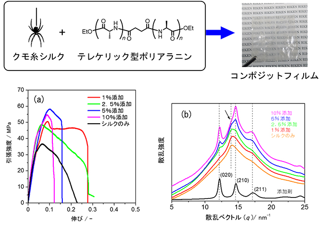 シルクコンポジットフィルムの結晶構造および機械的強度の図
