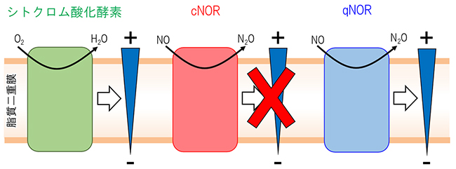 シトクロム酸化酵素、cNORとqNORにおける触媒反応と膜電位形成の図