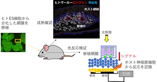 ヒトES細胞由来の網膜組織移植後の組織成熟確認と光反応検証の実験概要の図