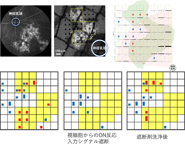 ヒトES細胞由来網膜組織の移植20週後の光反応の図