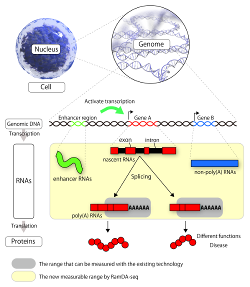 method for full-length sequencing of all RNA in a single cell