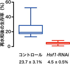 Hsf1遺伝子を発現抑制したPv11細胞を乾燥させ再水和した後の生存率の図