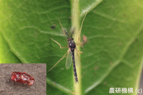 Photo of adult and larva polypedilum vanderplanki