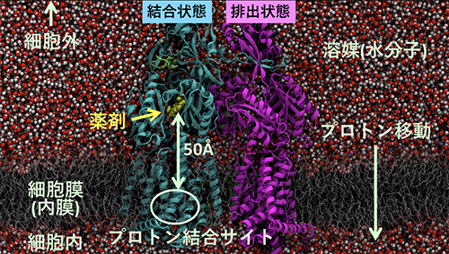 多剤排出トランスポーターAcrBの構造の図