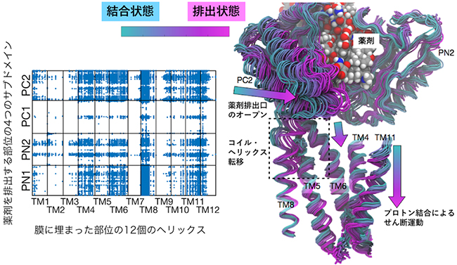 膜に埋まった部位と薬剤排出部位の動きの網羅的な相関解析の結果の図