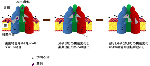 プロトン結合に起因したAcrBの薬剤排出と機能的回転の図