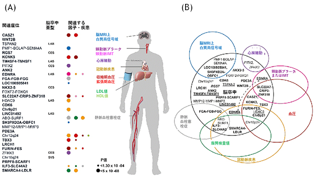 脳卒中と関連する32の遺伝子領域と血管系疾患やリスク因子とのオーバーラップの図