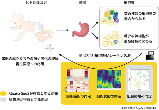 臓器の成り立ちや疾患の理解に貢献する高出力型1細胞RNA-seq法の概念図の画像