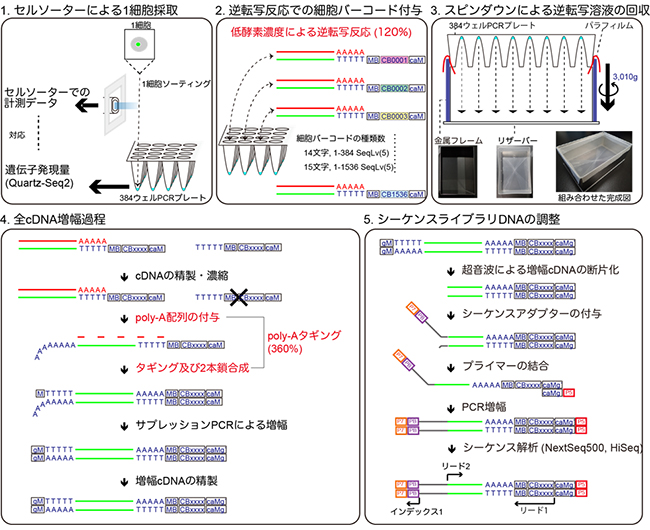 Quartz-Seq2の概要図