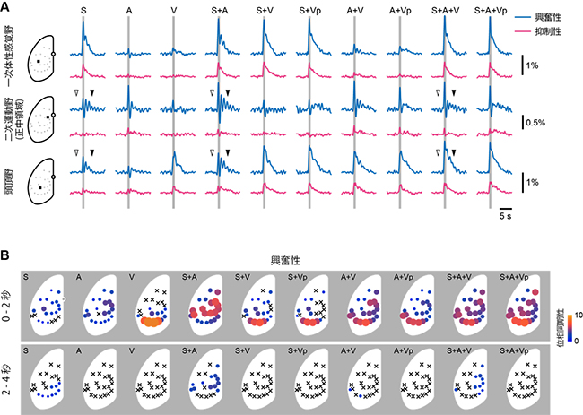 麻酔下条件での多感覚刺激による位相同期の図