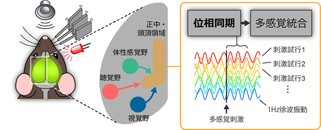 徐波の位相同期による多感覚統合の図