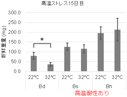 ミナトカモジグサ種植物における高温耐性の違いの図