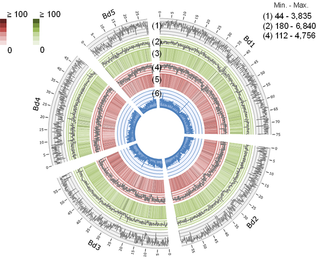 ミナトカモジグサ種植物のゲノムの比較の図