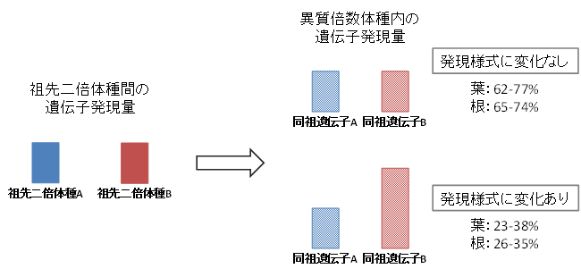 異質倍数化による遺伝子の発現様式の変化の図