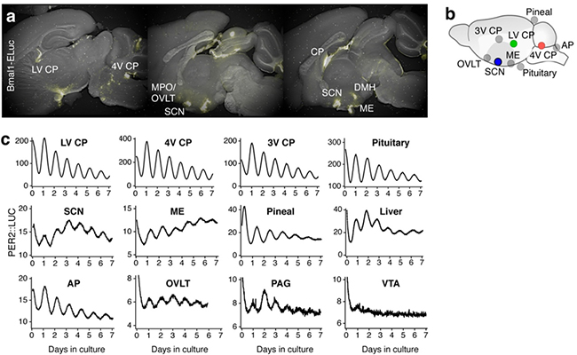 マウス脳の各部位での概日リズムの図
