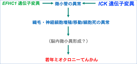 ICK遺伝子とEFHC1遺伝子に共通する若年ミオクロニーてんかん発症メカニズムの図