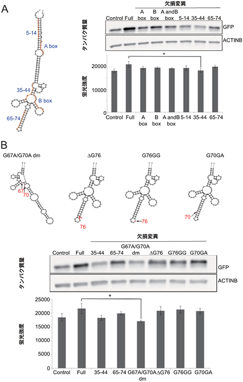 SINEUP-GFPの活性に必要なSINE B2サブドメインの解析の図