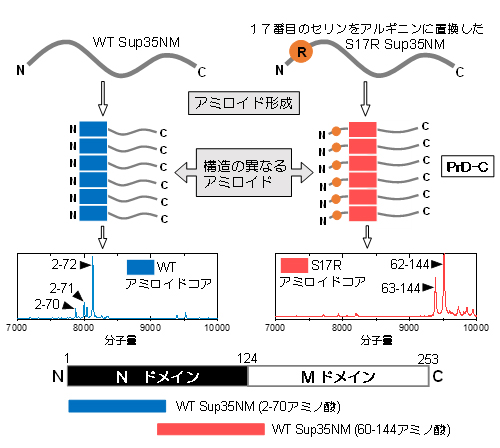 Sup35NM S17R変異体のアミロイド構造の変化の図