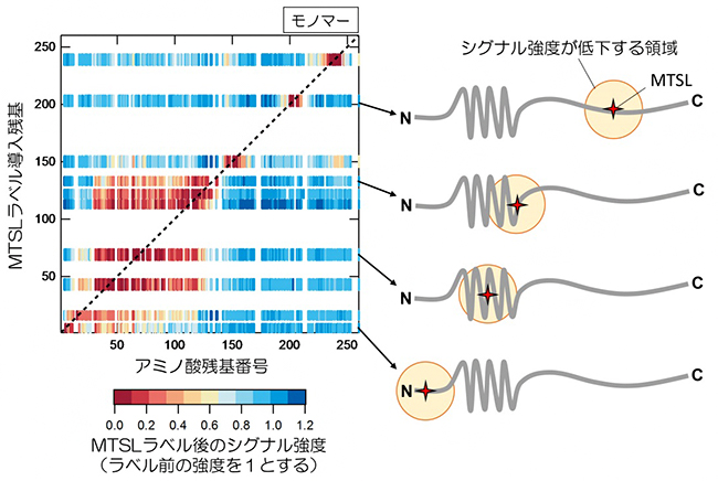 天然変性Sup35NMにおける局所構造の発見の図