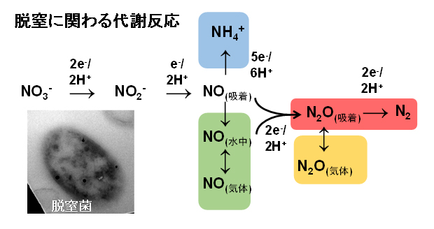 微生物が行う脱窒反応の経路の図