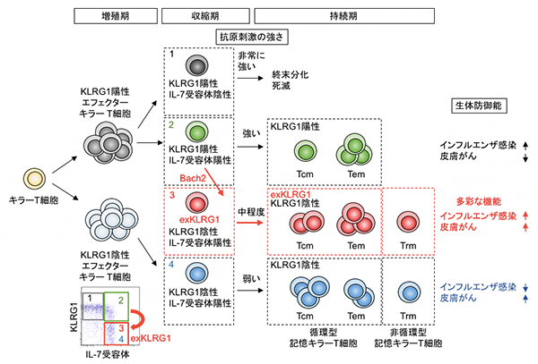 KLRG1陽性細胞の分化可塑性による記憶キラーT細胞の多様性形成の模式図