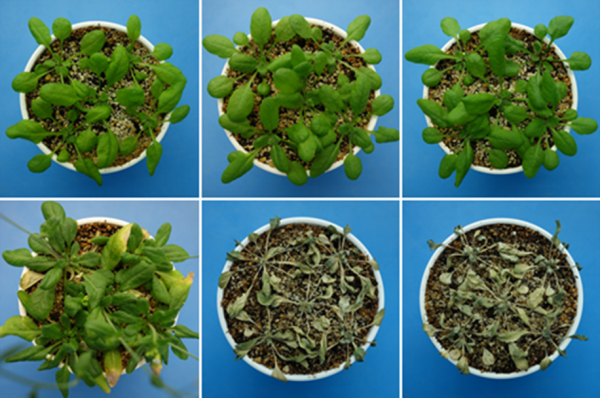 images of wildtype and mutant plants before and after dehydration